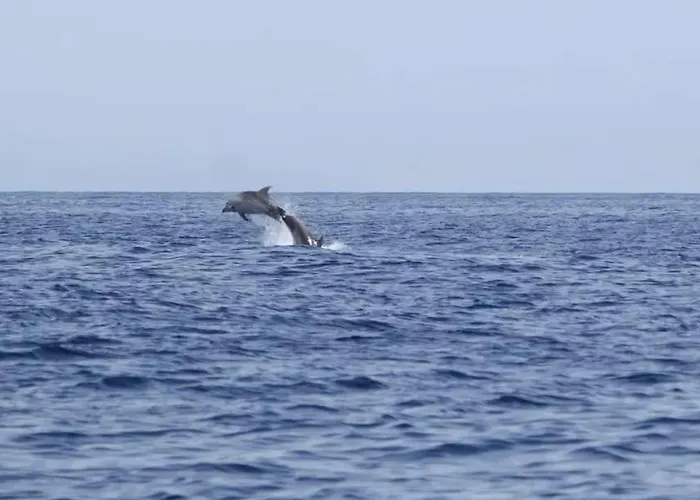 Apartamento Casa Eliseos Playa Torrevieja